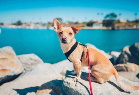 Visiting Oceanside With Your Four-Legged Friend