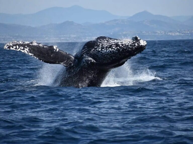 whale watching tour oceanside