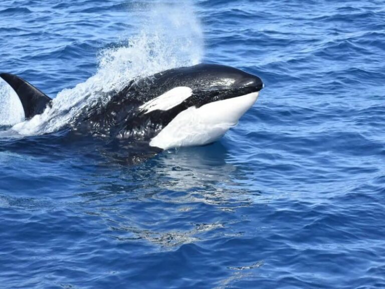 oceanside california whale watching tours