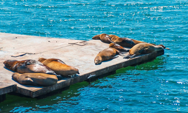 watch the sea lions