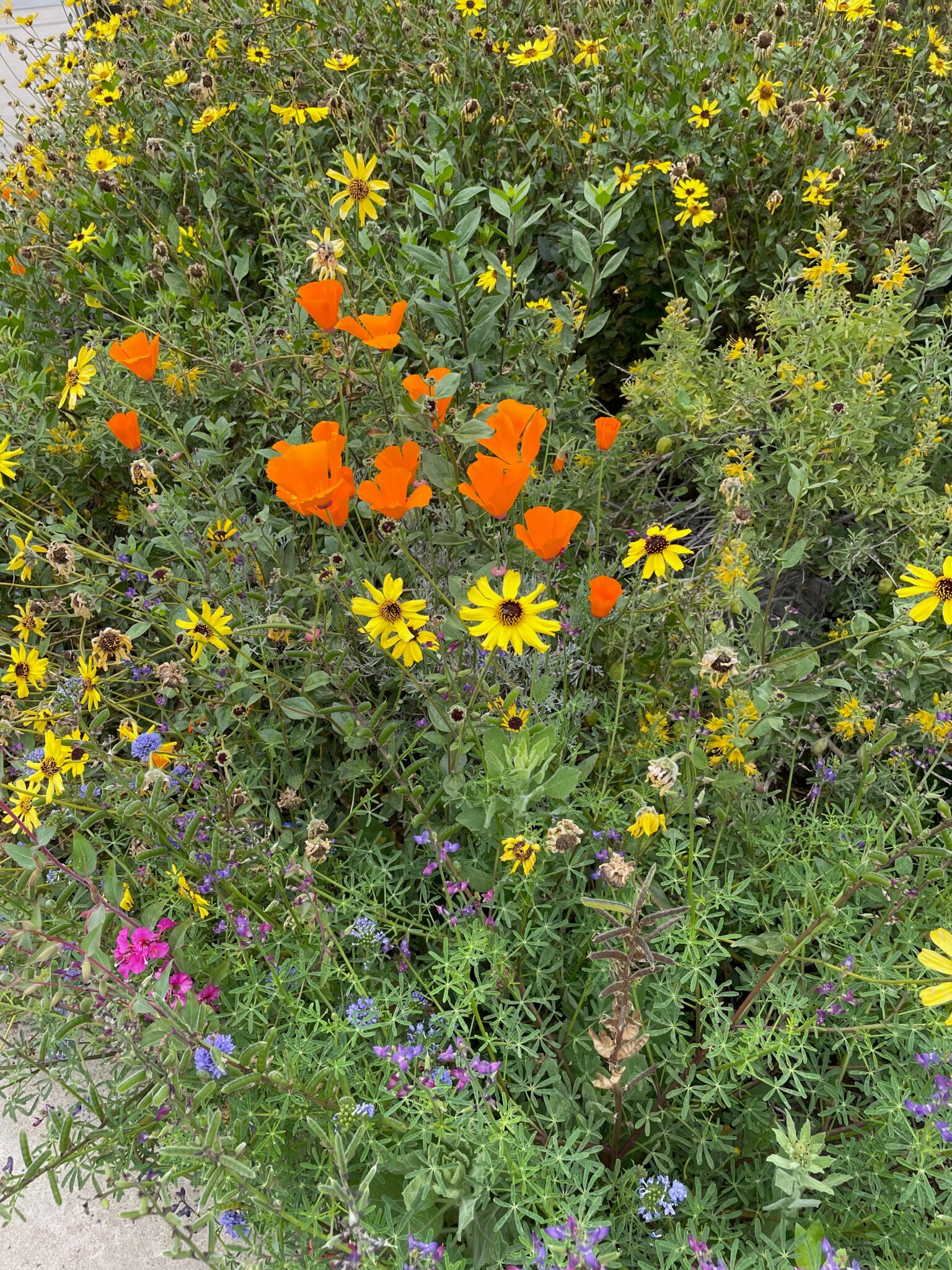 Native Plant Garden Tour with Buena Vista Audubon - April 21, 2024 ...