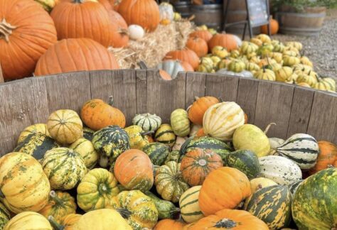 Pumpkin Display