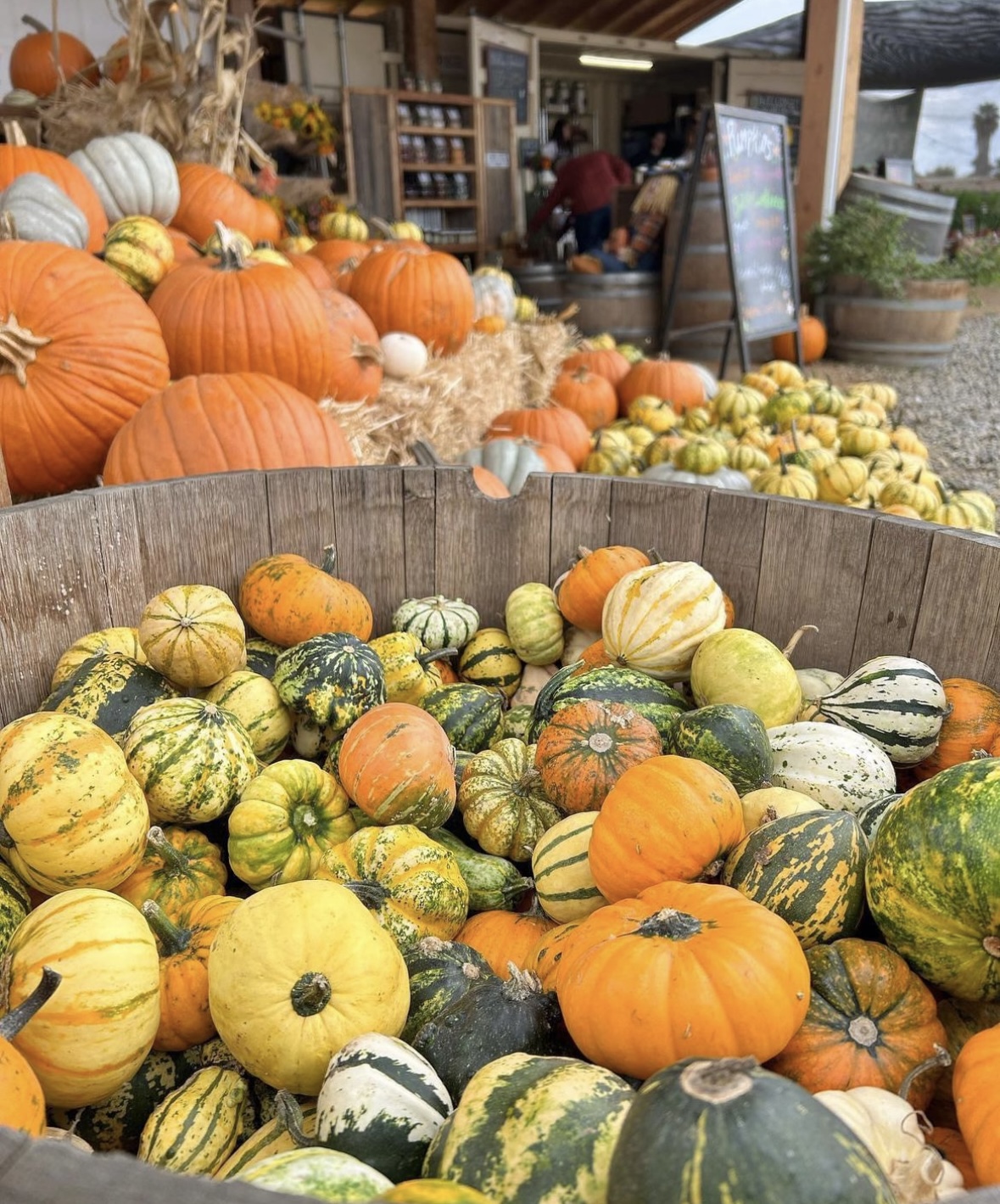 Pumpkin Display