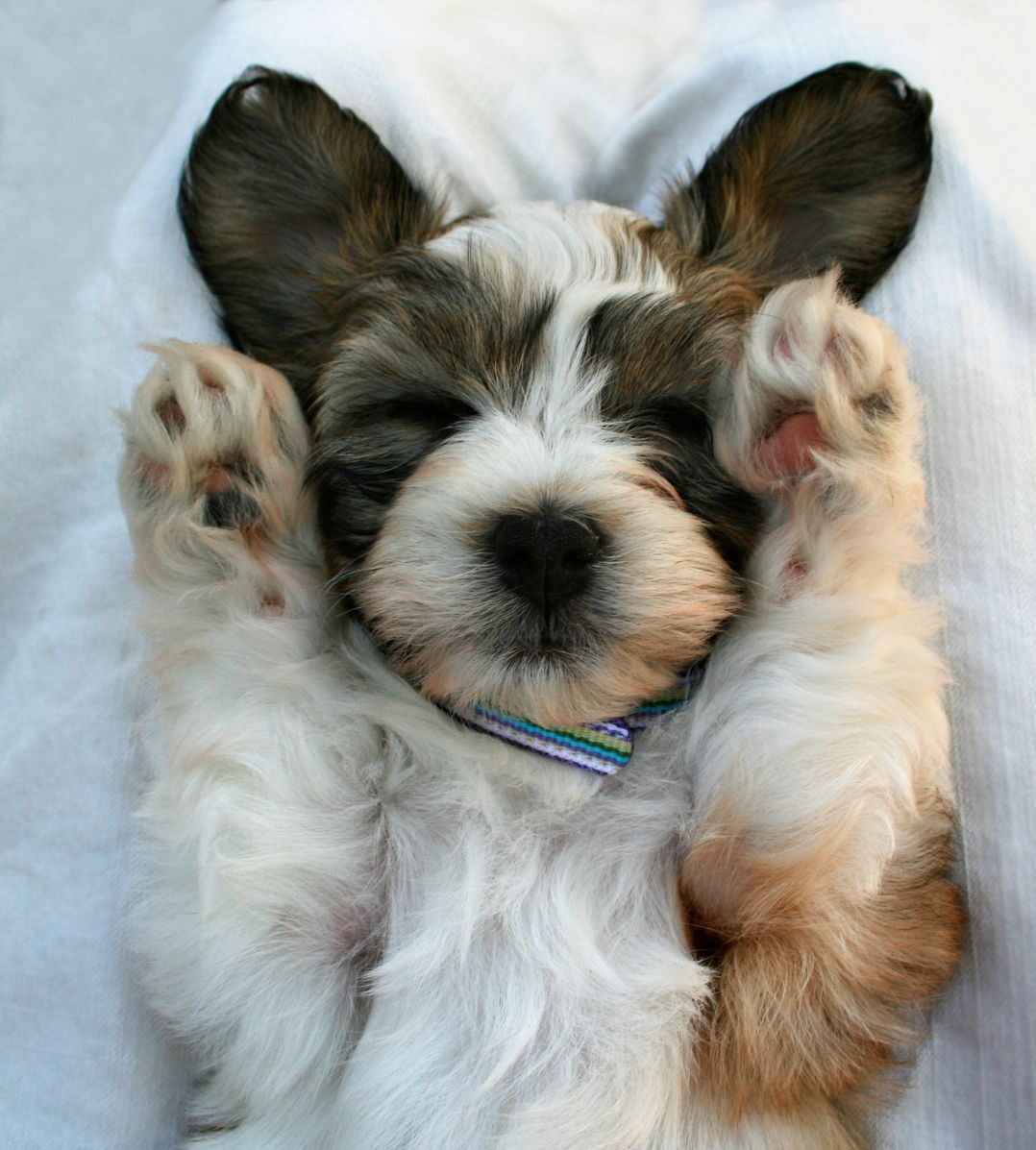 Paws & Pose: Puppy Yoga on the Sundeck