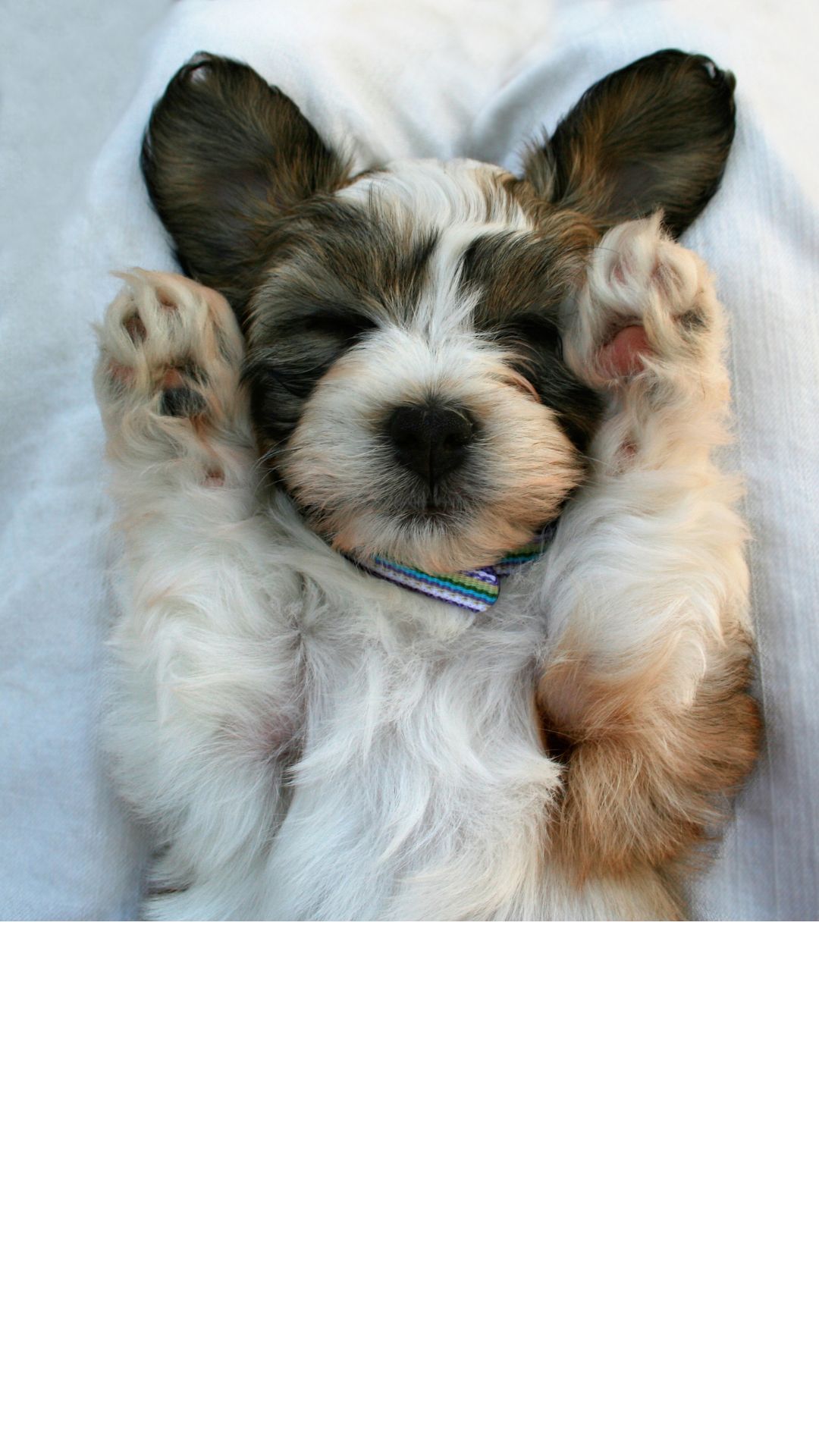 Paws & Pose: Puppy Yoga on the Sundeck