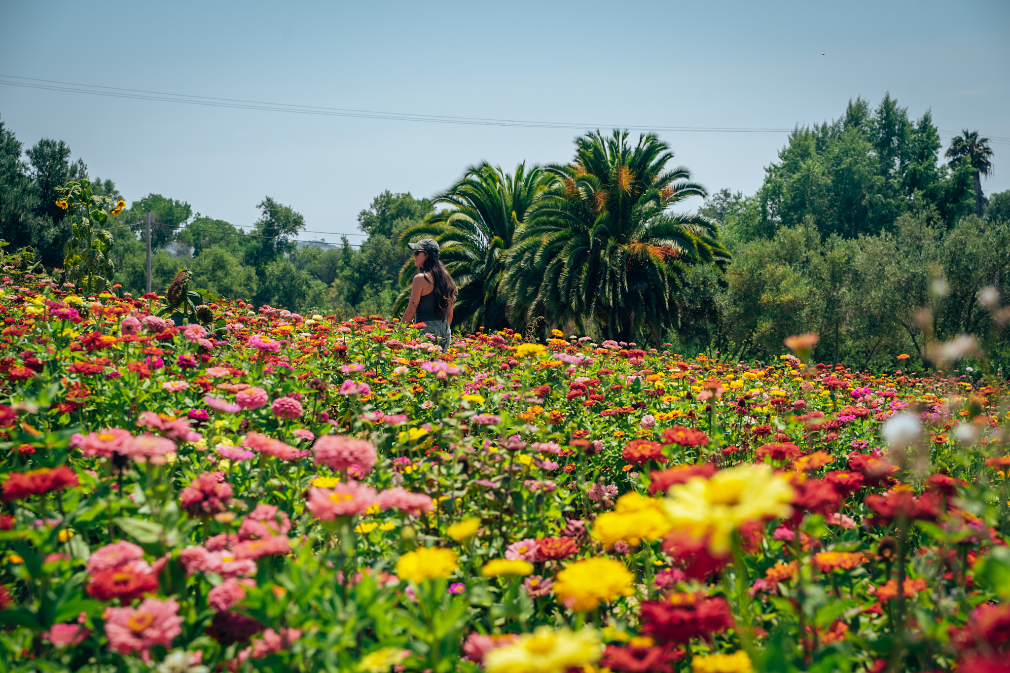 Mellano Farm Stand U-Pick Flower Field