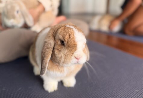Bunny Yoga
