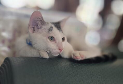 Paws & Pose: Kitten Edition