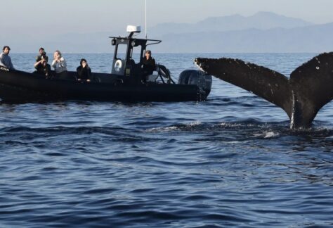 Get Closer to the Wild with Oceanside Coastal Expeditions