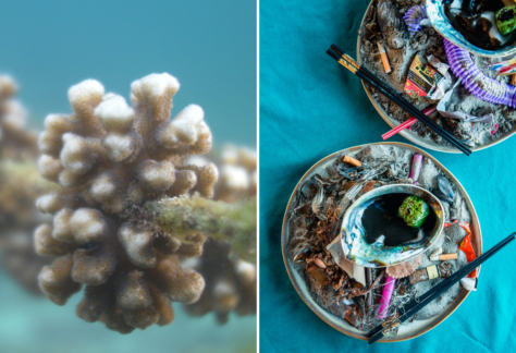 The Art of the Plate: Oceanside's Swell Plates Series